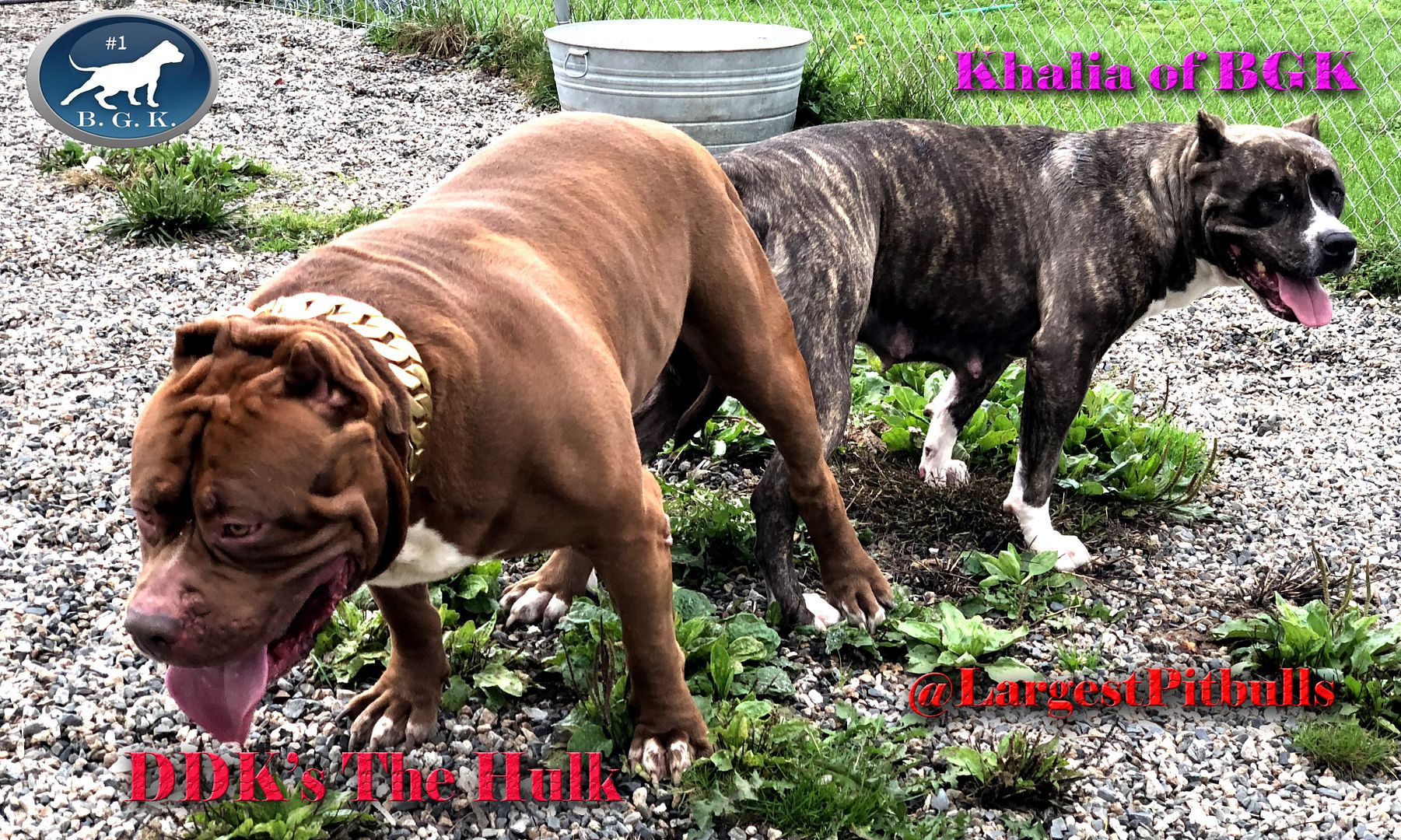 king kong bully pitbull